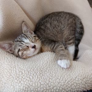 Meet your Posher, Ann